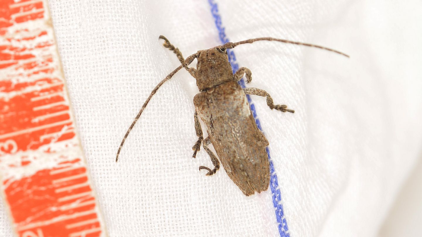 Cerambycidae sardo