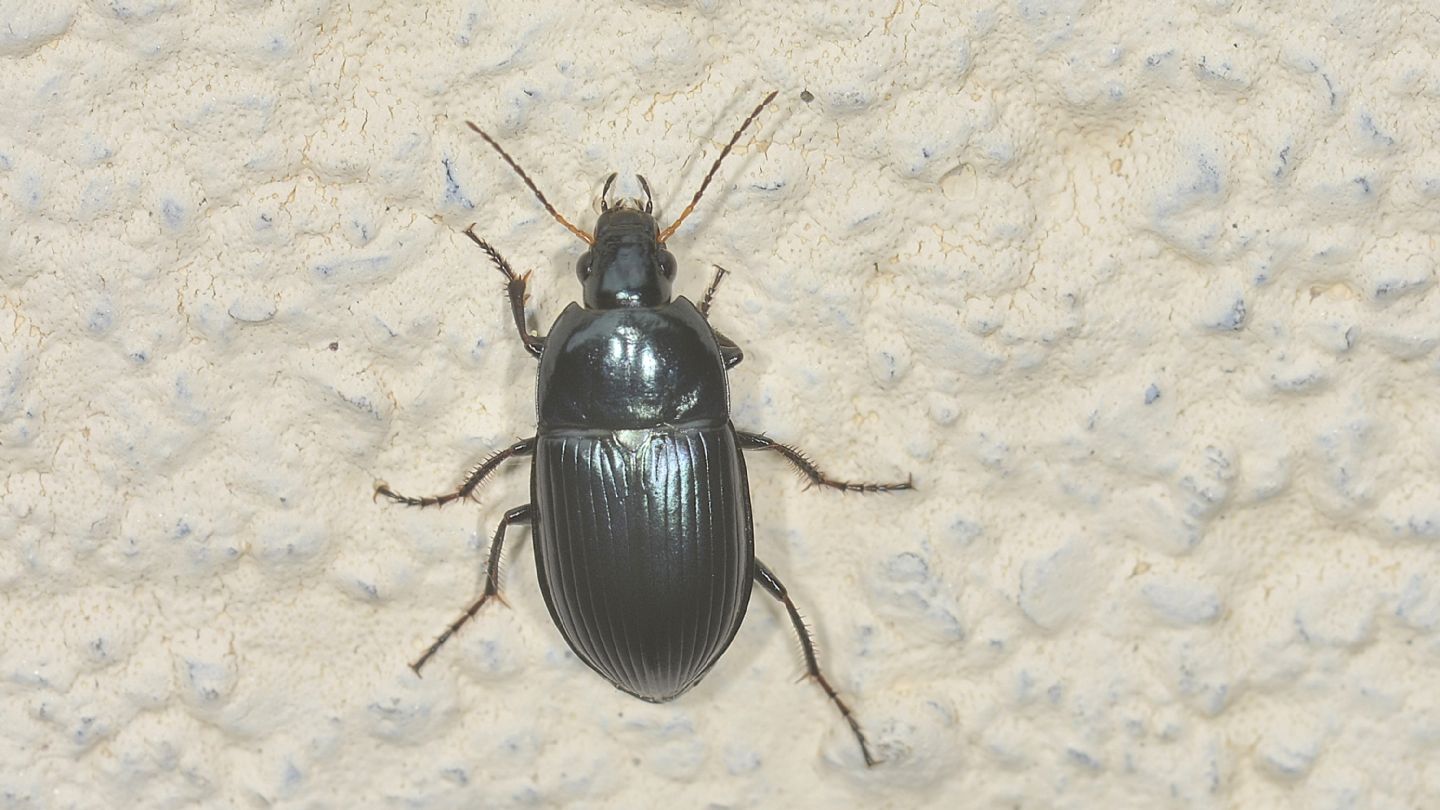 Carabidae: Amara sp.? S, Amara ovata