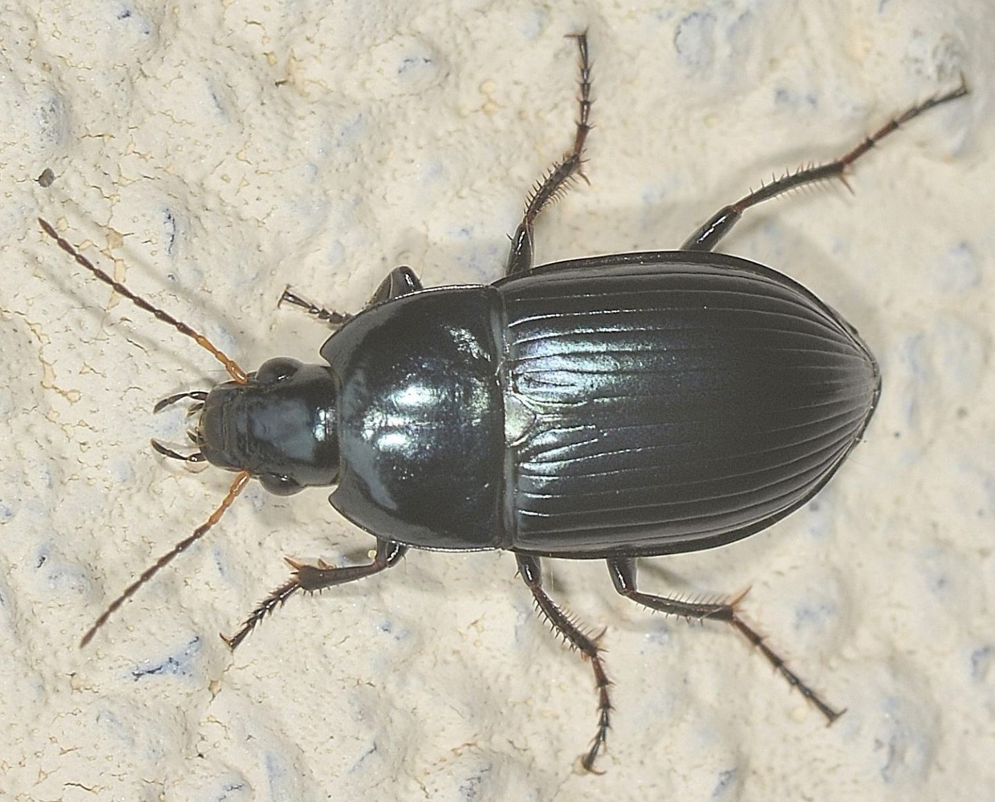 Carabidae: Amara sp.? S, Amara ovata