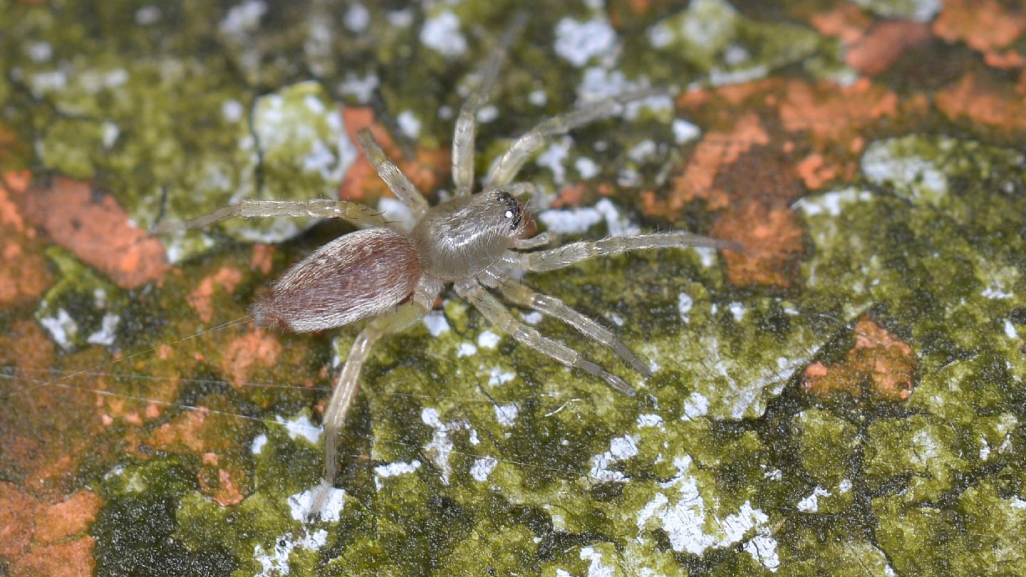 Giovane Clubionidae rosa-argenteo