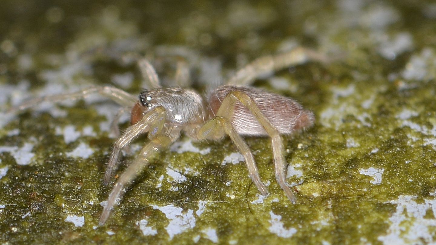 Giovane Clubionidae rosa-argenteo