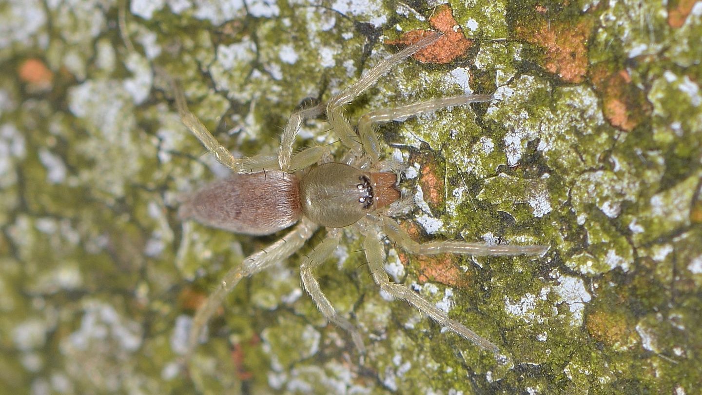 Giovane Clubionidae rosa-argenteo