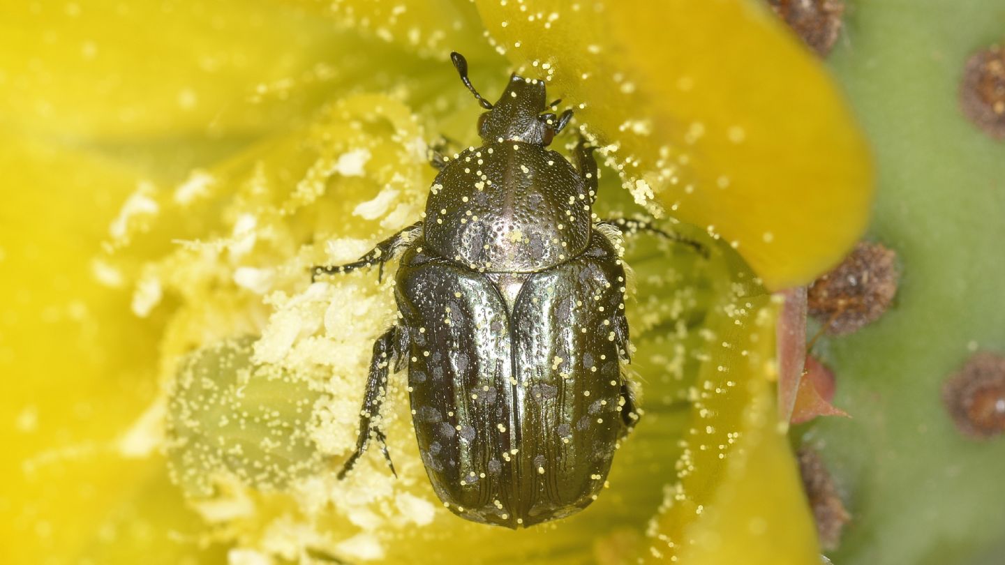 Cetoniidae del Giglio: Oxythyrea funesta