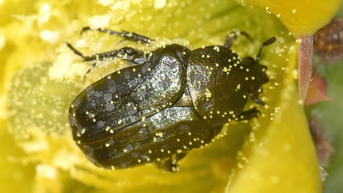 Cetoniidae del Giglio: Oxythyrea funesta