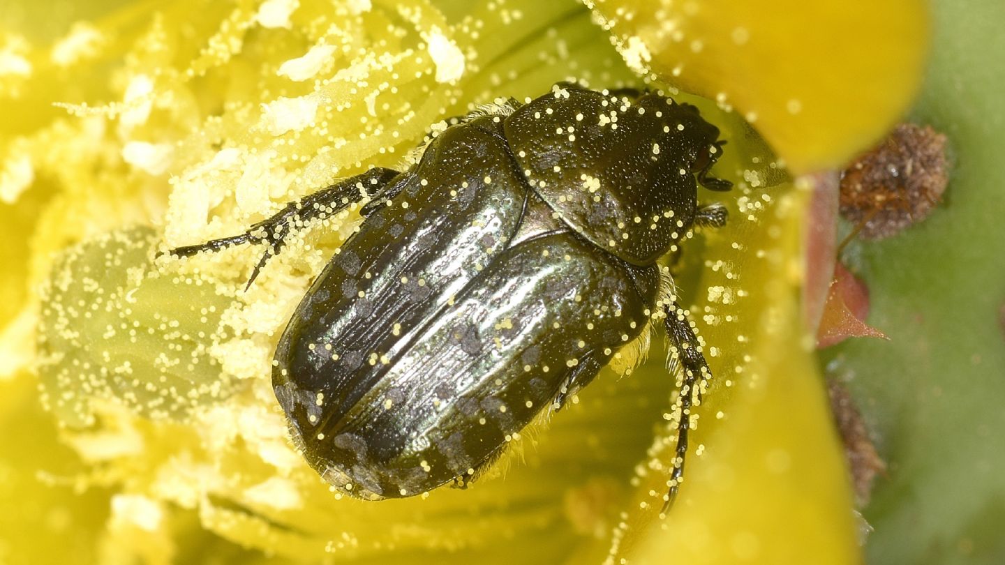 Cetoniidae del Giglio: Oxythyrea funesta