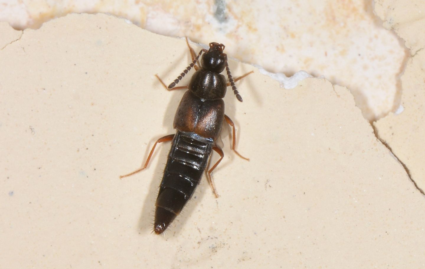 Piccolo Staphylinidae