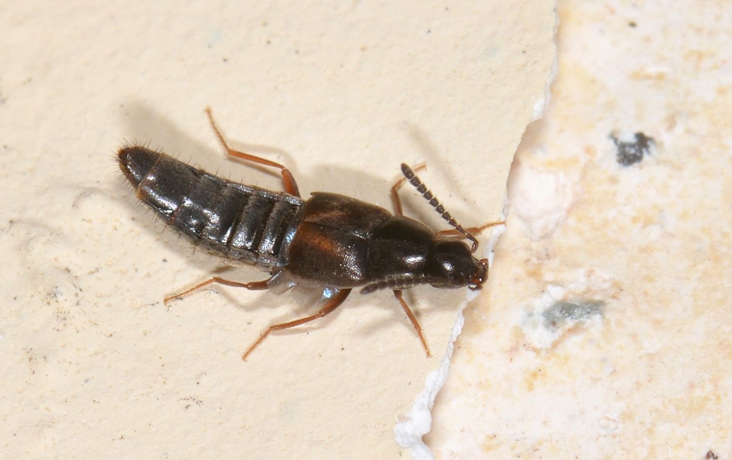 Piccolo Staphylinidae