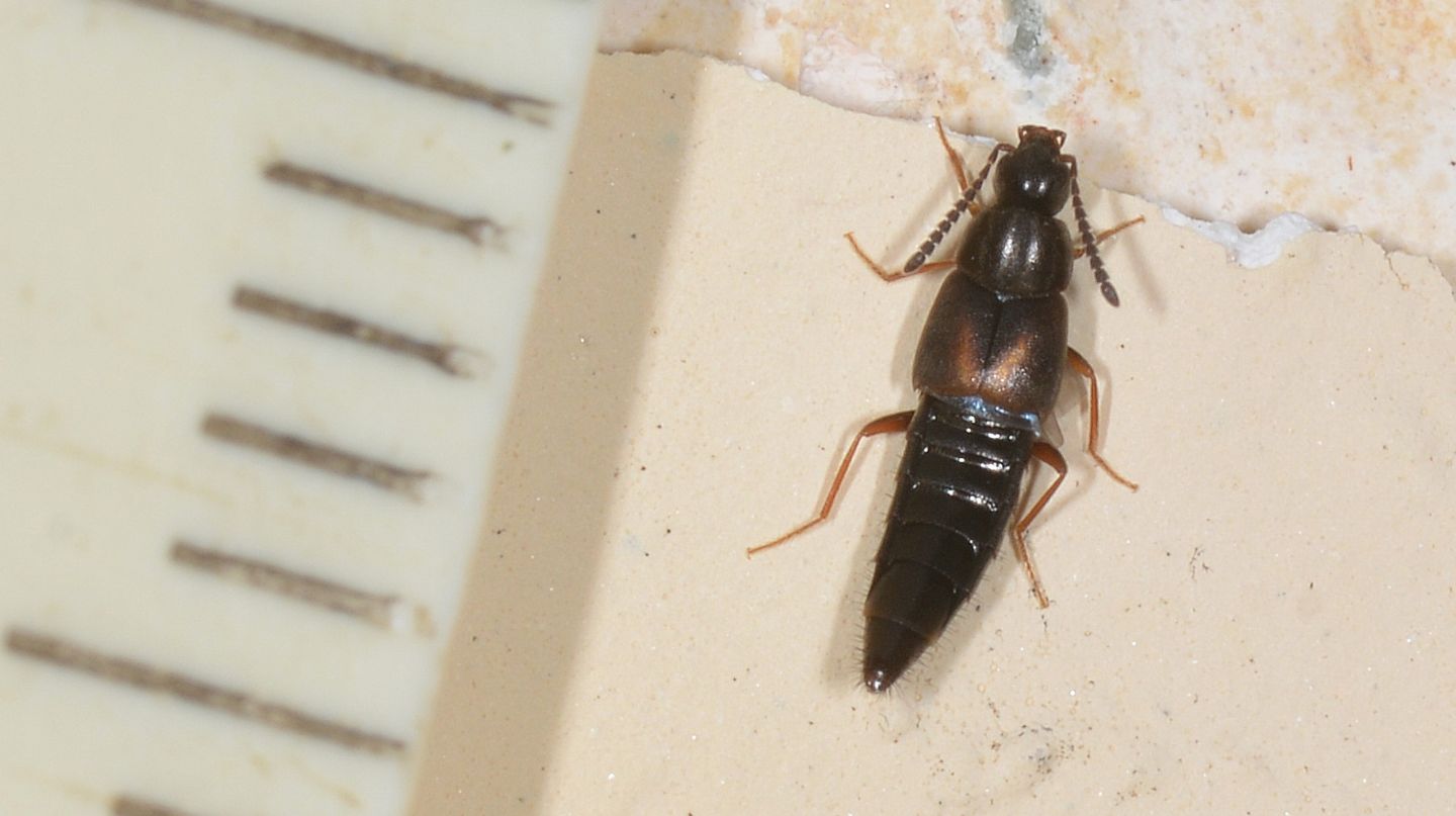 Piccolo Staphylinidae