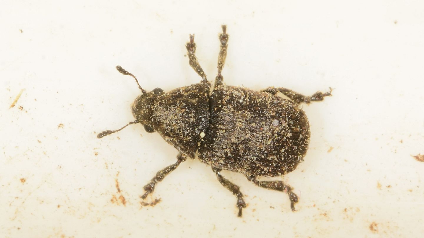 Anthribidae ''sporco''