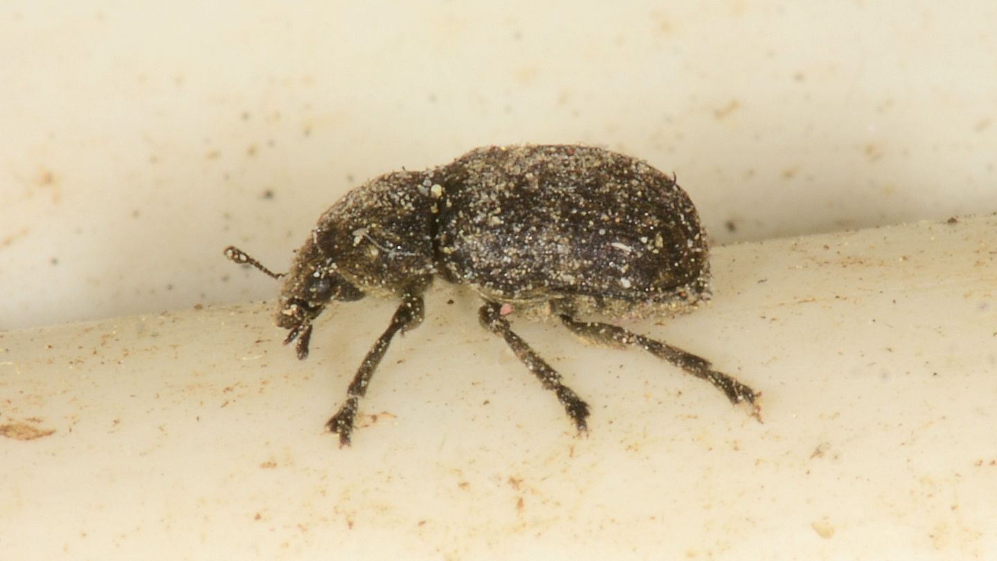 Anthribidae ''sporco''