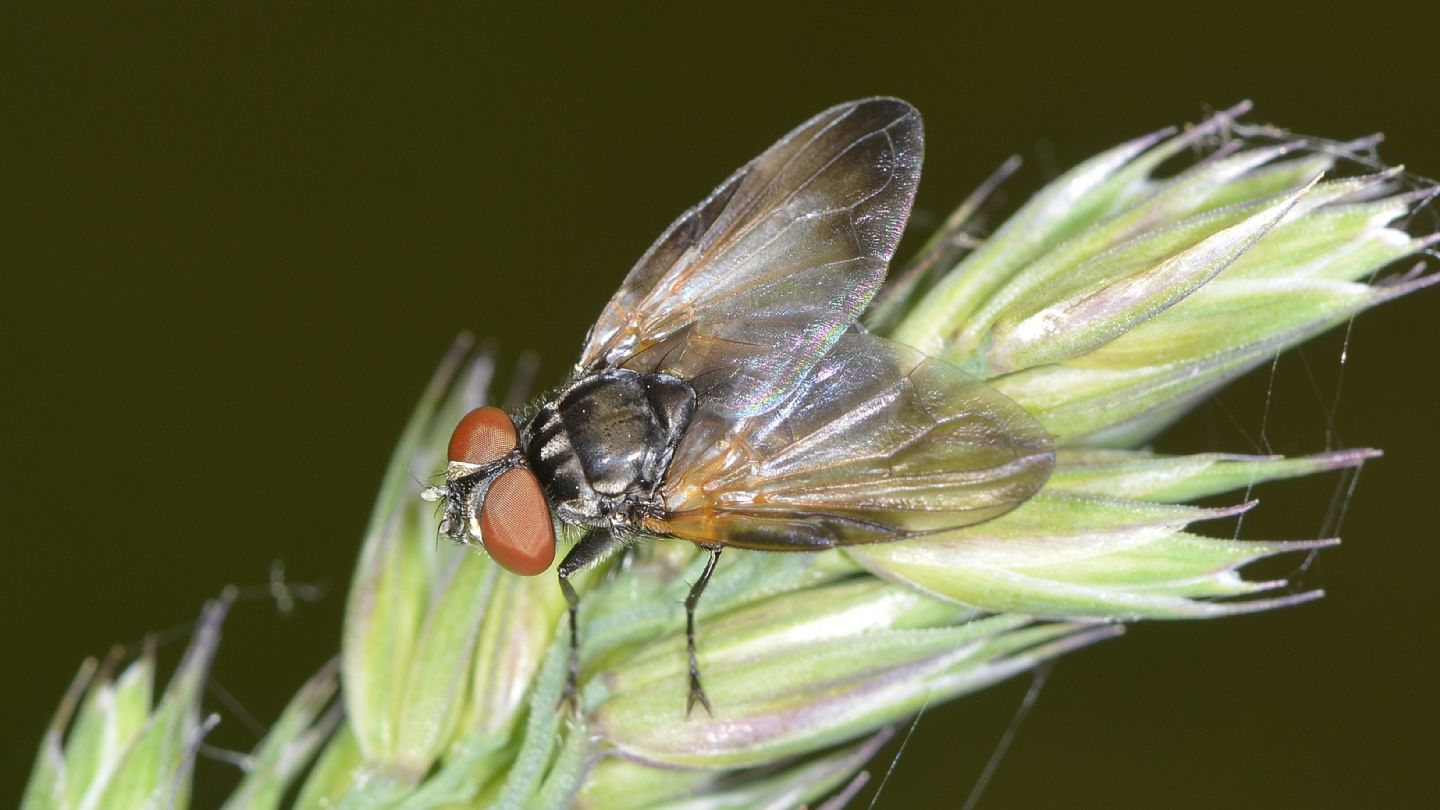 Ali macchiate: Phasia obesa (Tachinidae)