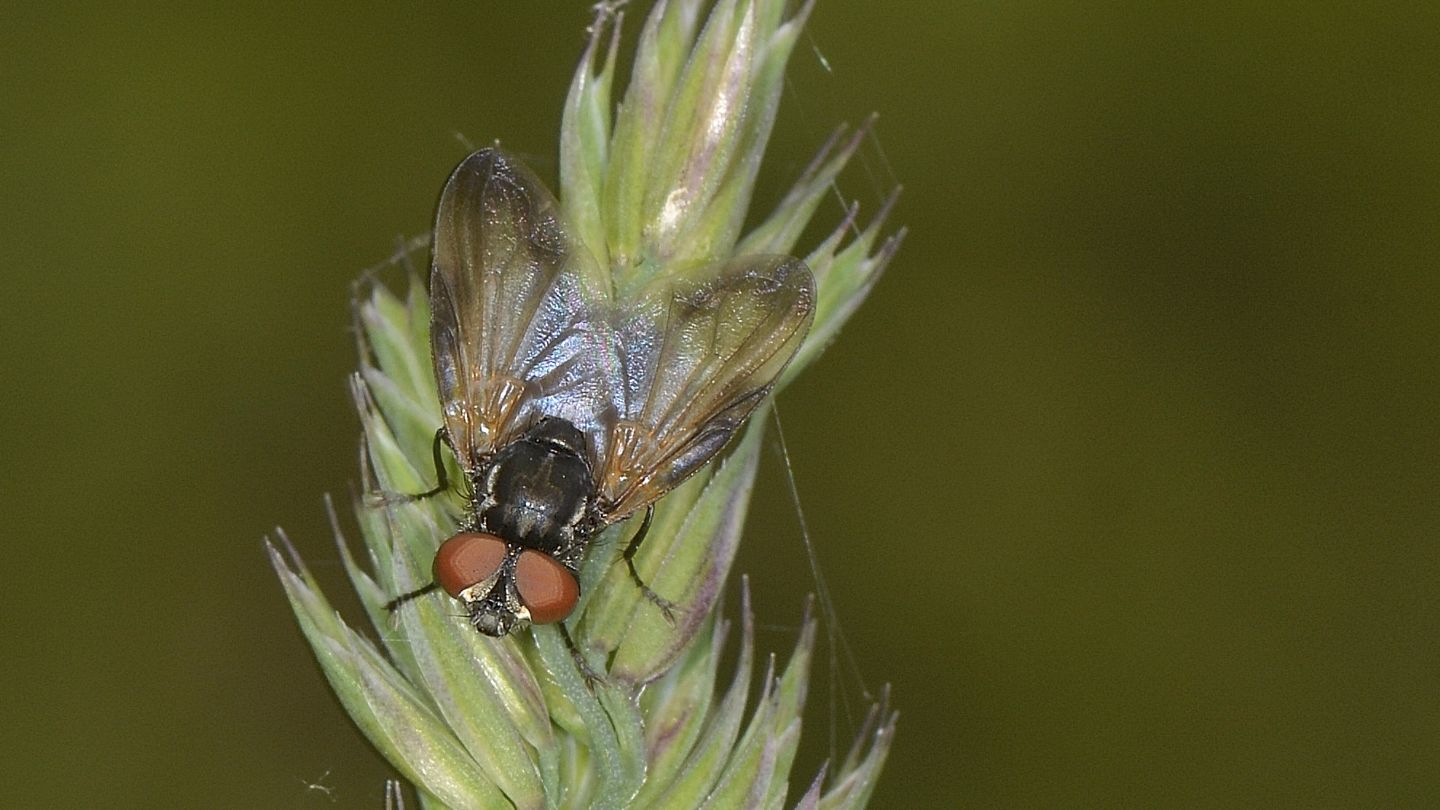 Ali macchiate: Phasia obesa (Tachinidae)