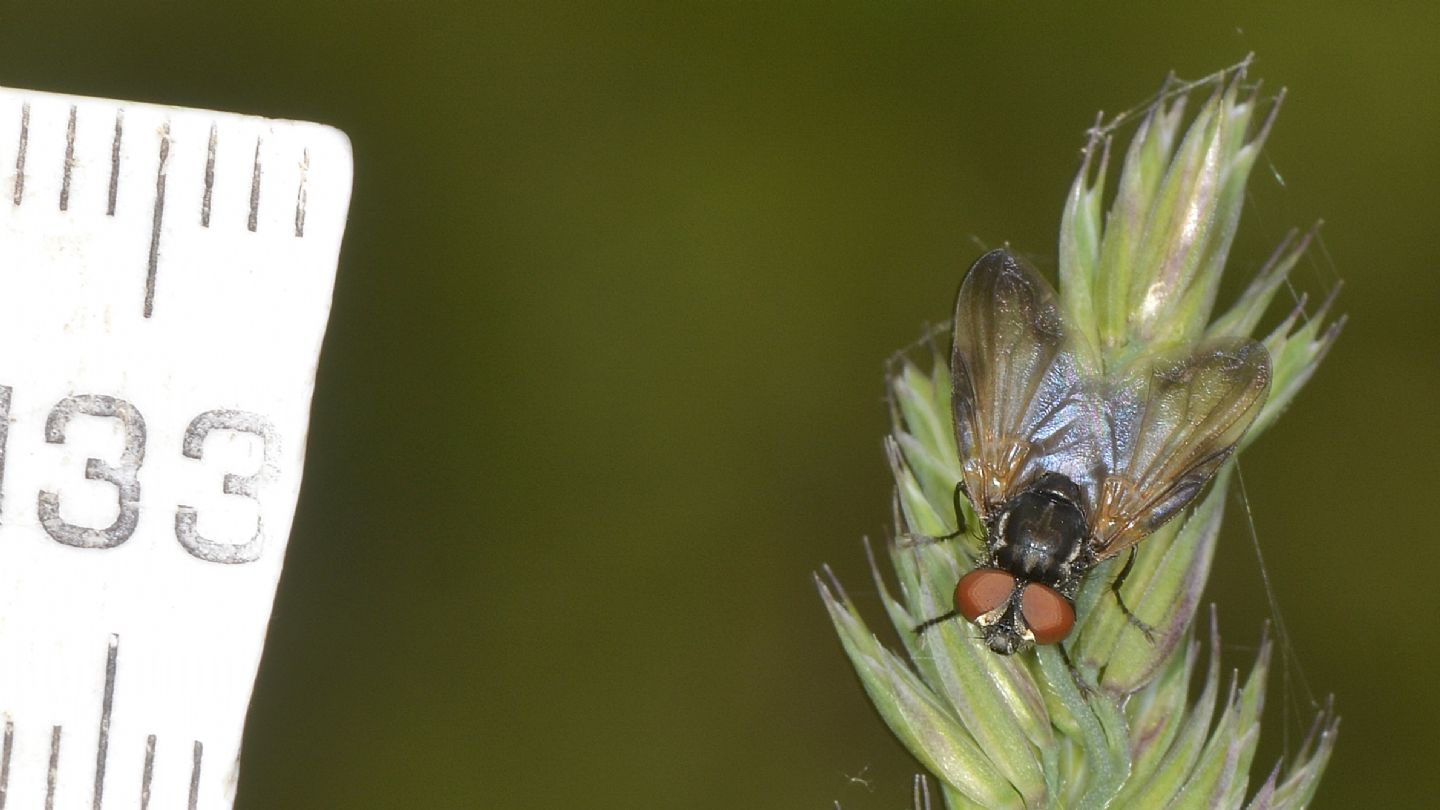 Ali macchiate: Phasia obesa (Tachinidae)