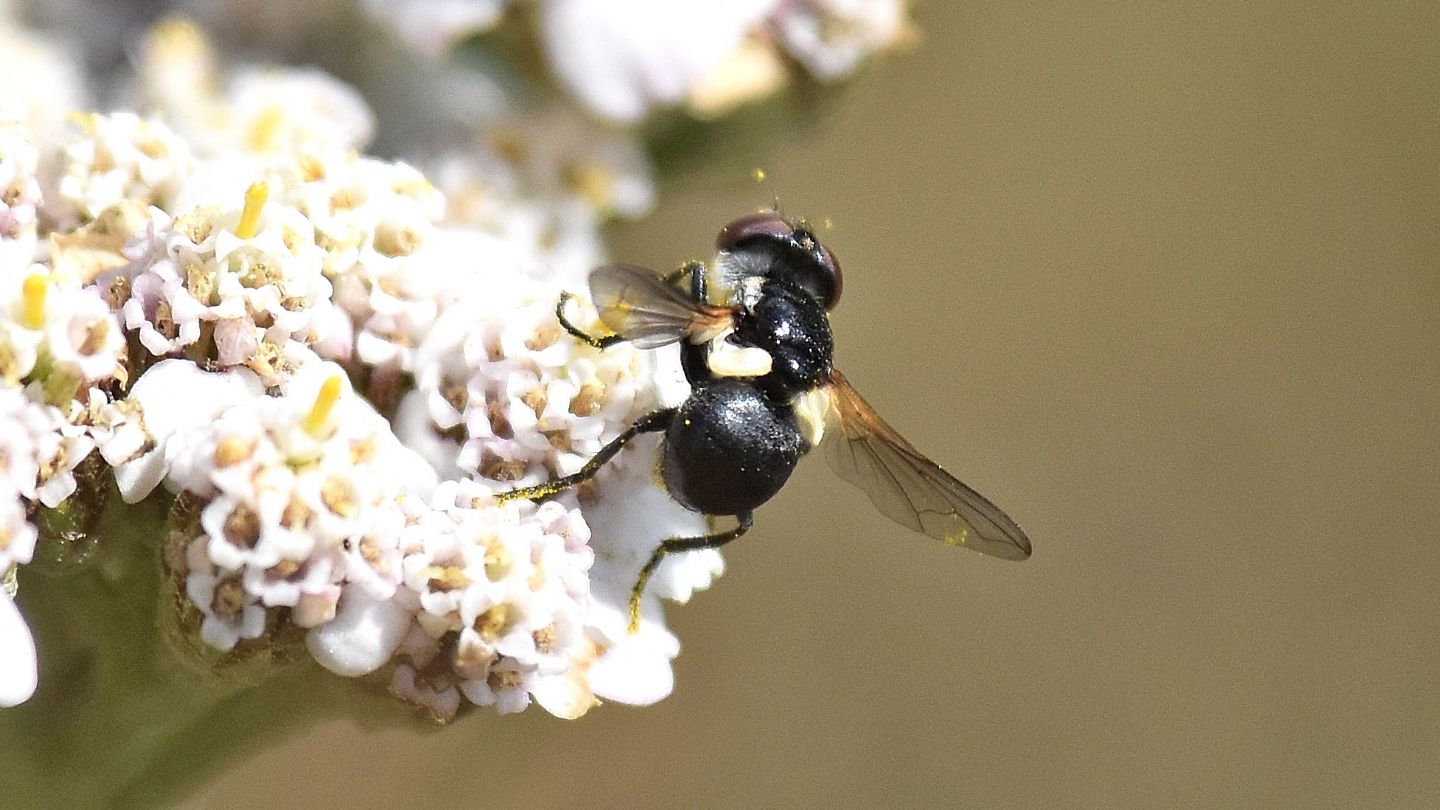 Tutto nero:  Citogaster globosa (Tachinidae), femmina