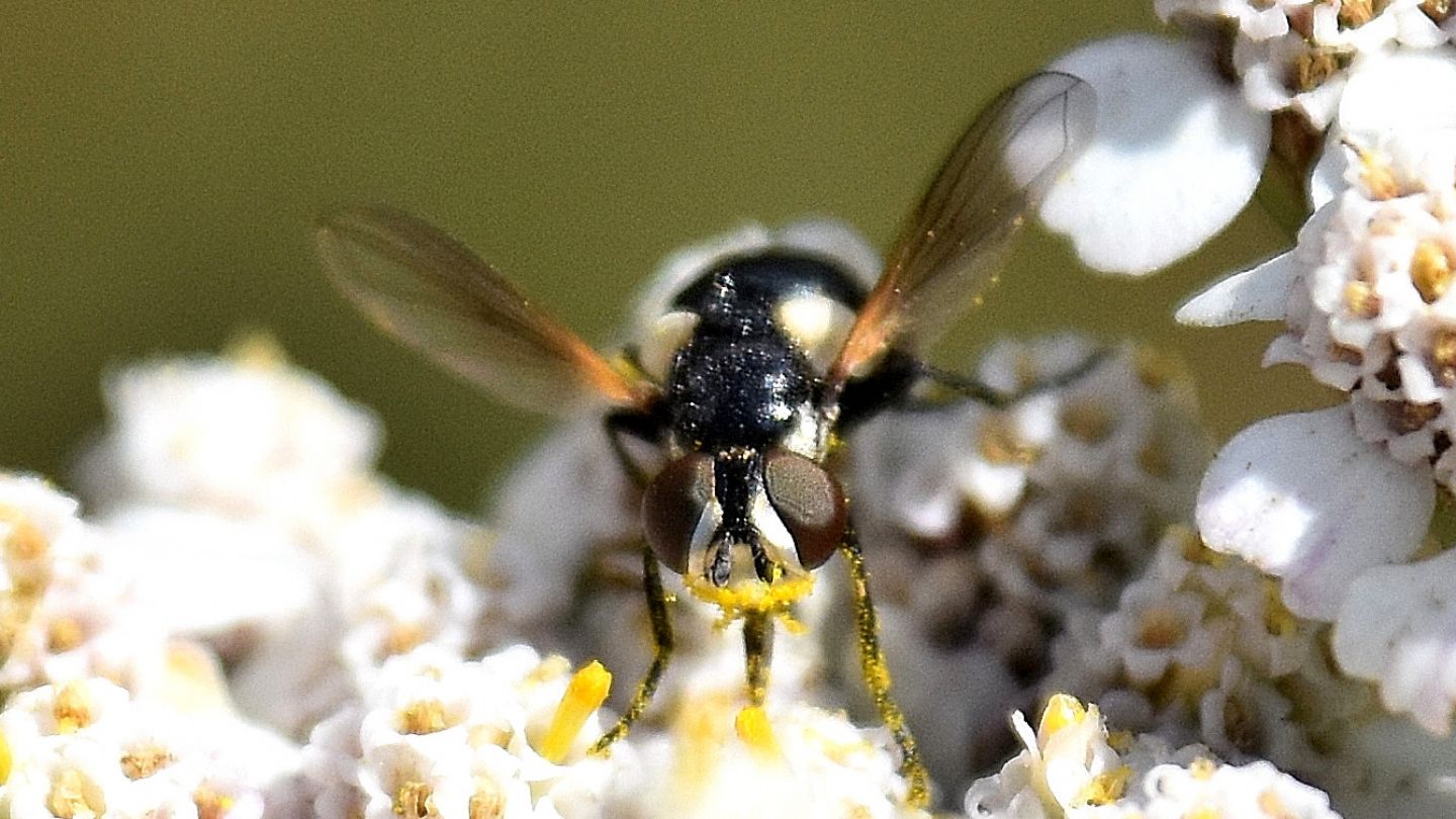 Tutto nero:  Citogaster globosa (Tachinidae), femmina