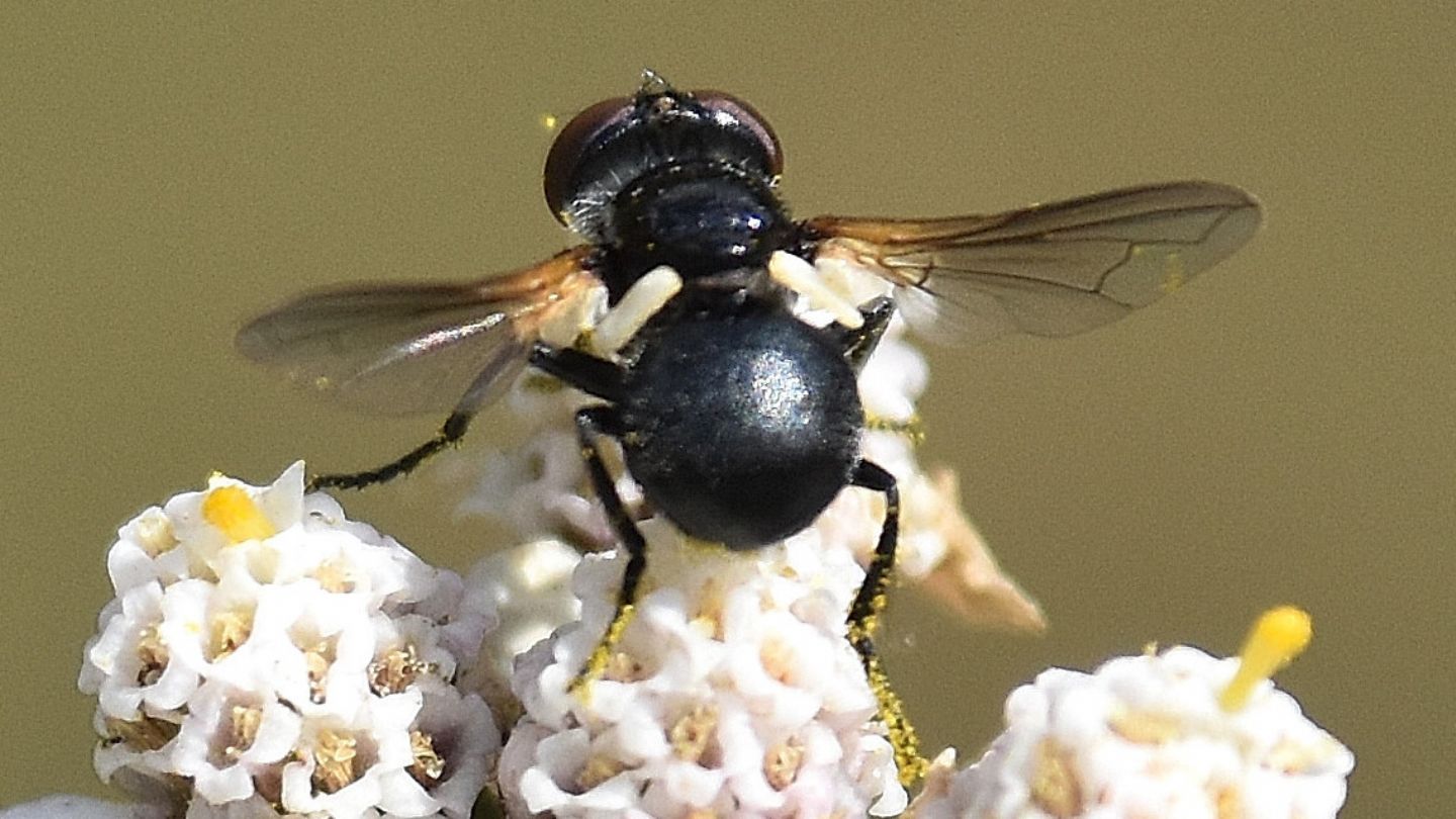 Tutto nero:  Citogaster globosa (Tachinidae), femmina