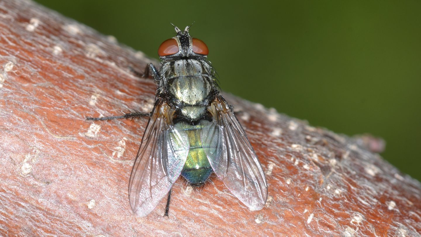 Moscone:  Bellardia sp. o Melinda sp. (Calliphoridae)