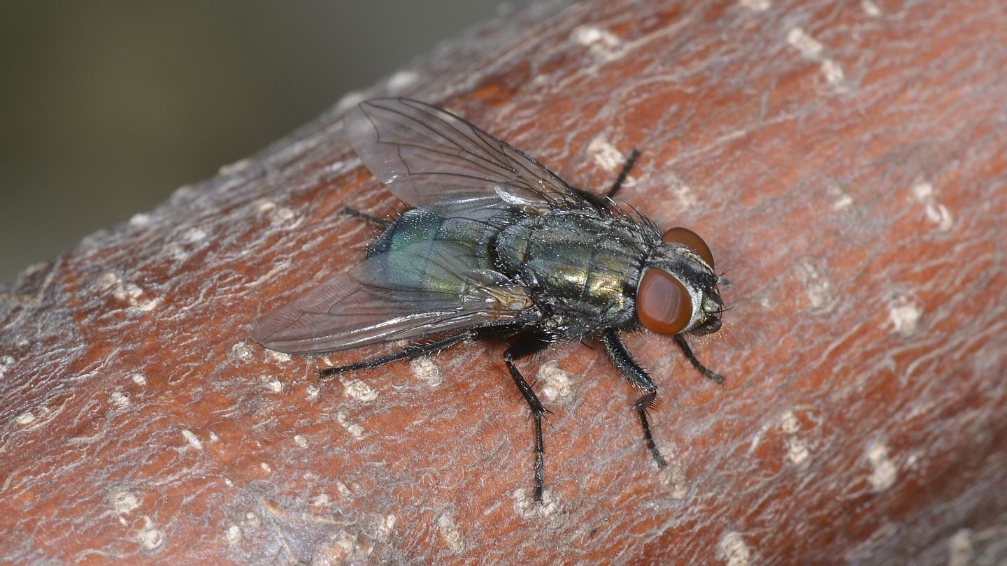 Moscone:  Bellardia sp. o Melinda sp. (Calliphoridae)