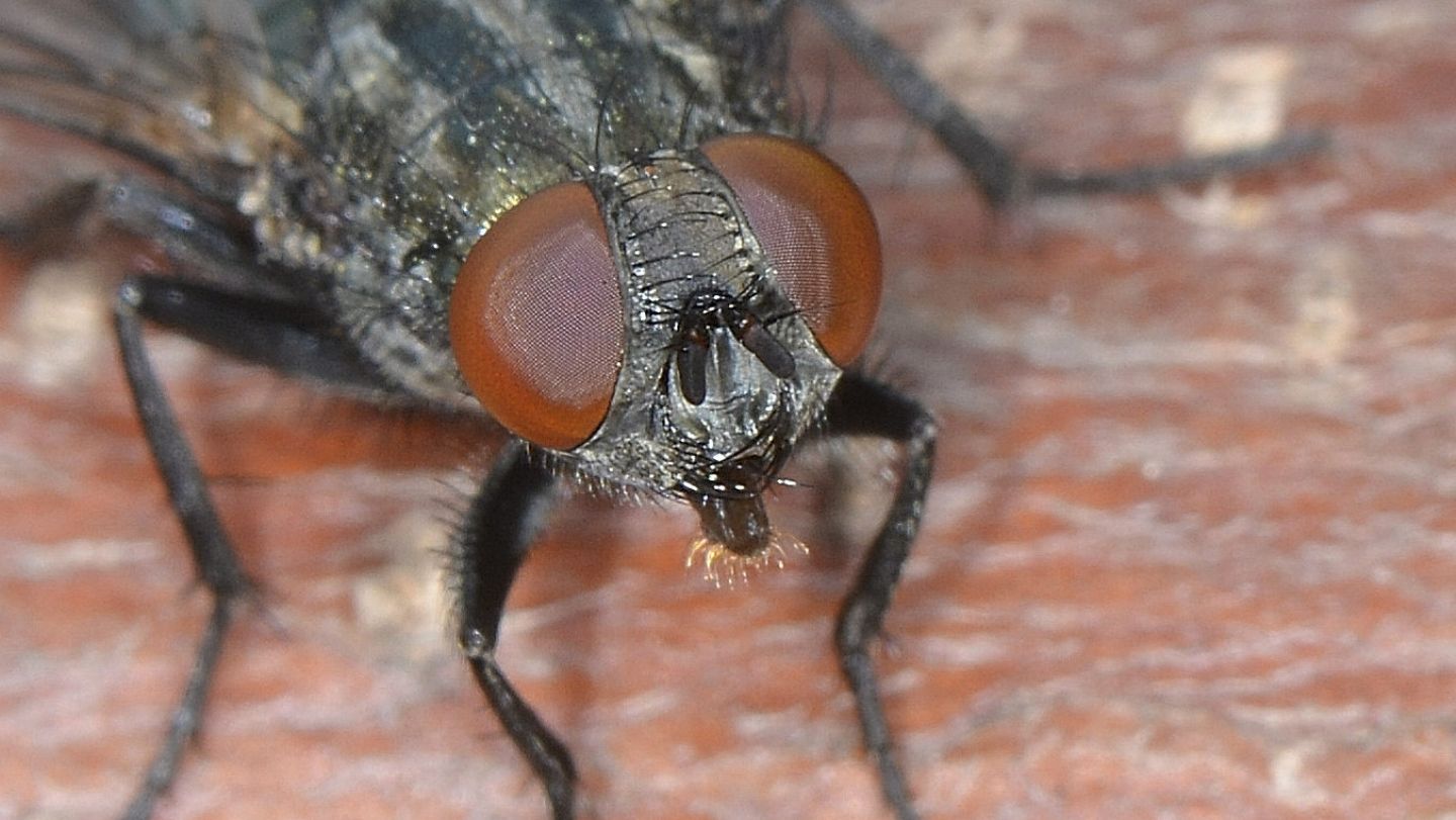 Moscone:  Bellardia sp. o Melinda sp. (Calliphoridae)