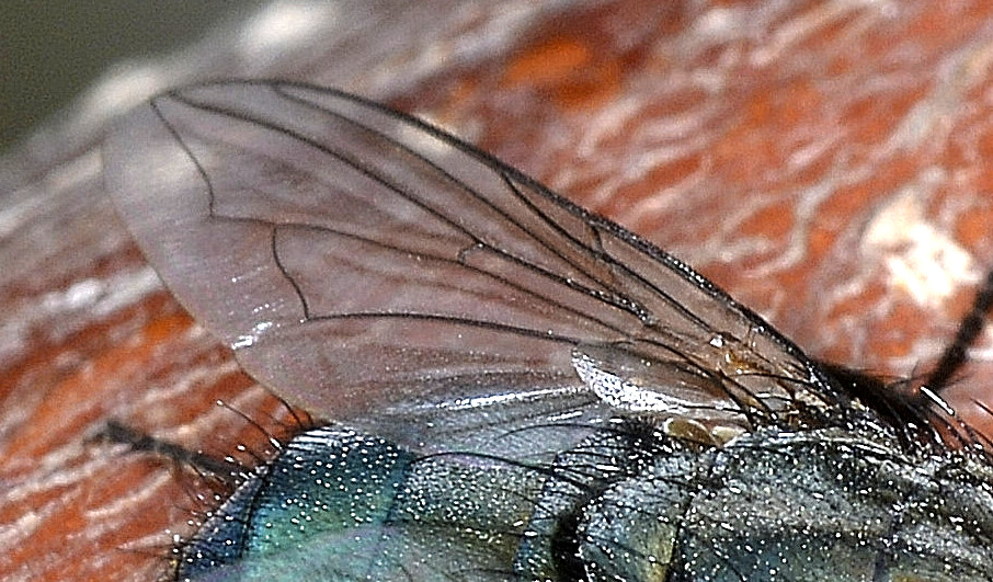 Moscone:  Bellardia sp. o Melinda sp. (Calliphoridae)