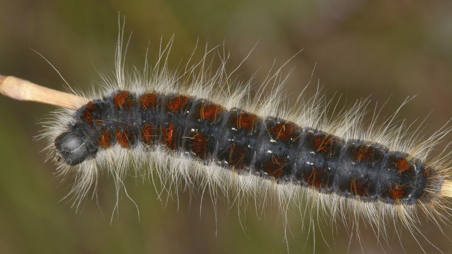 Larva di Eriogaster lanestris (Lasiocampidae)