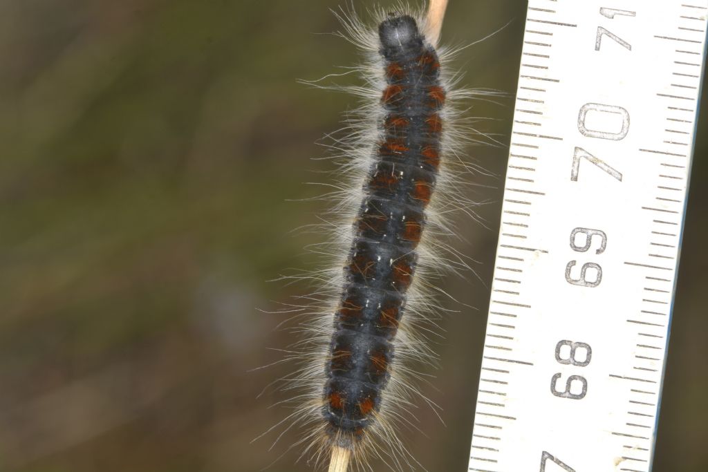 Larva di Eriogaster lanestris (Lasiocampidae)