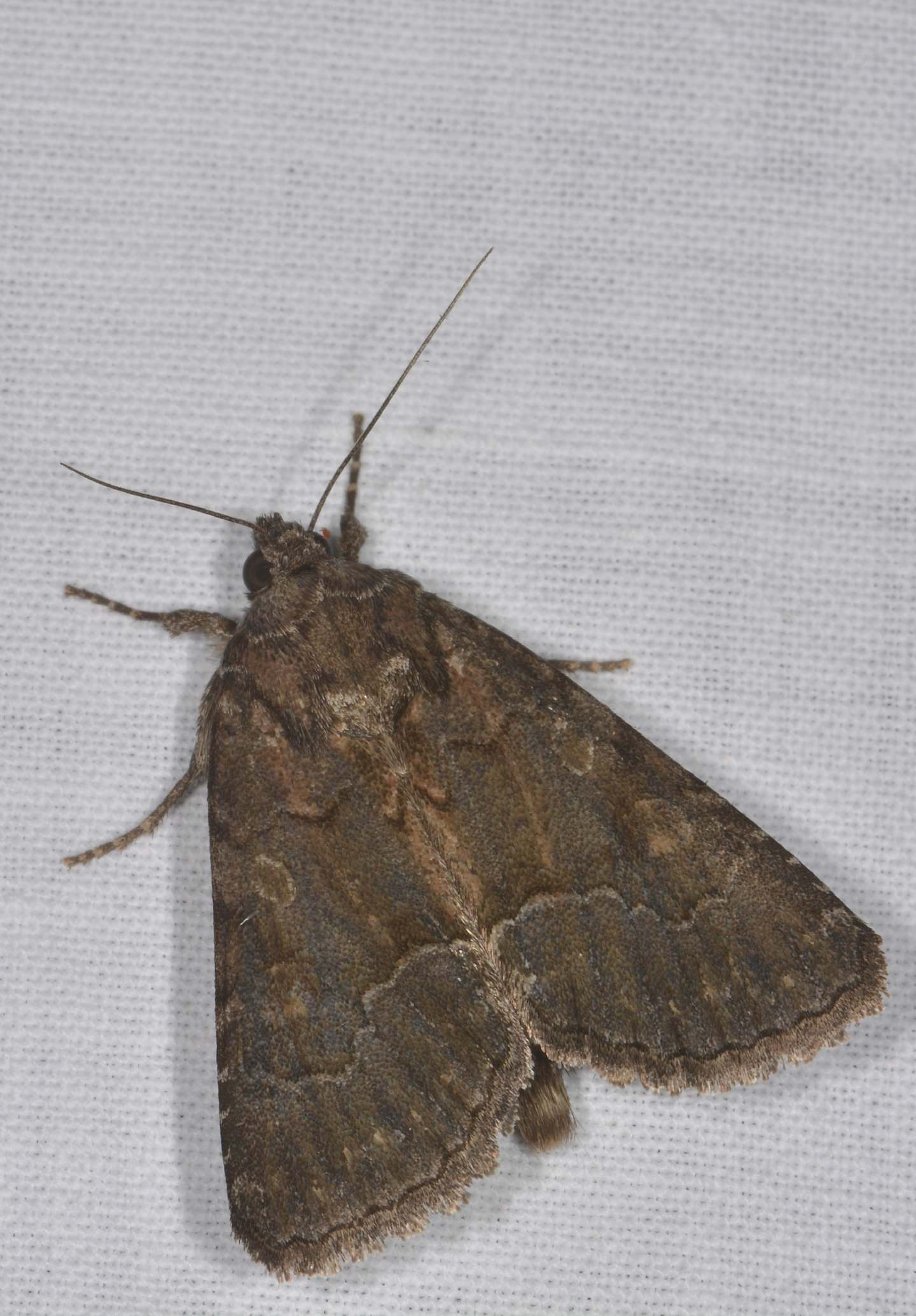 Noctuidae ? S, Thalpophila matura