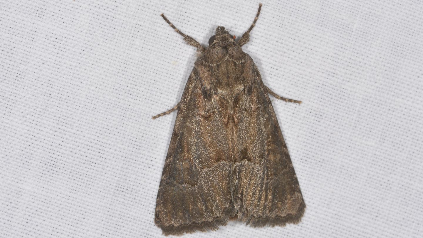 Noctuidae ? S, Thalpophila matura