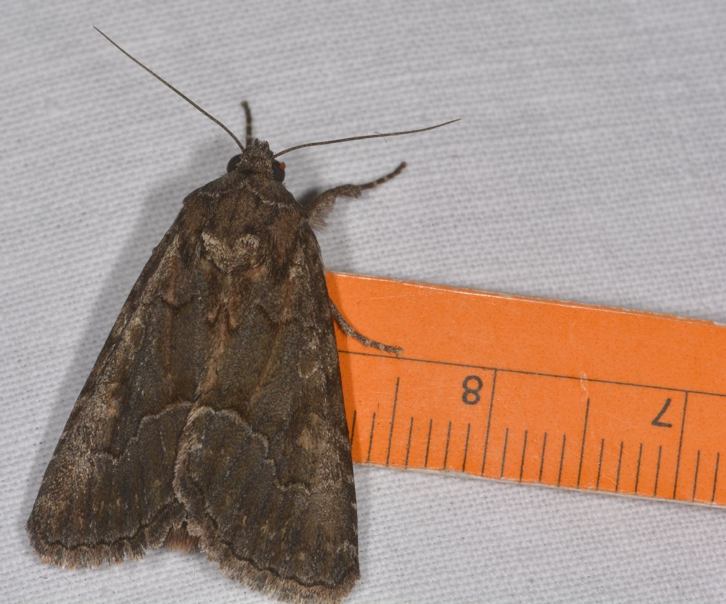 Noctuidae ? S, Thalpophila matura