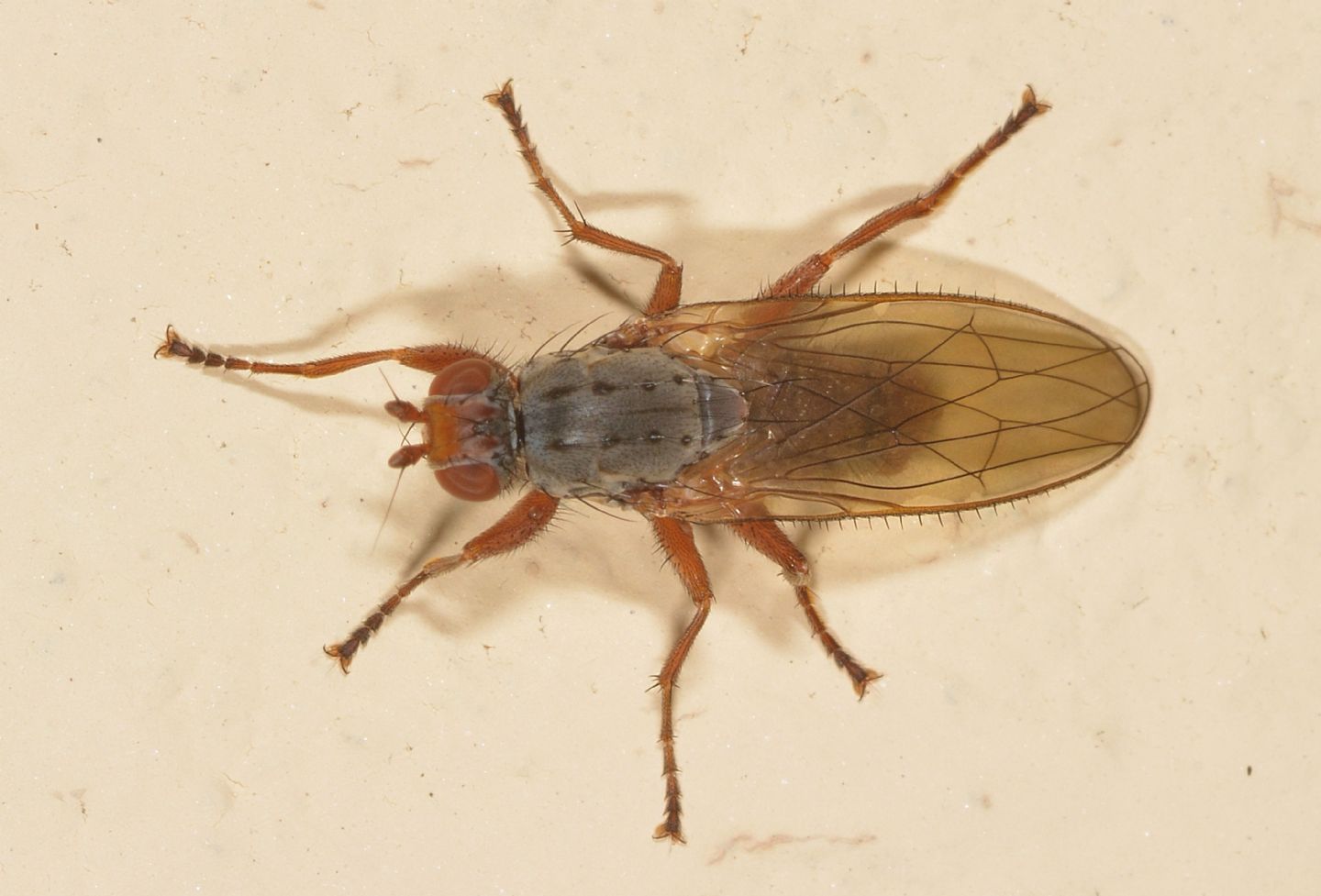 Heleomyzidae ?  S, cfr. Gymnomus caesius