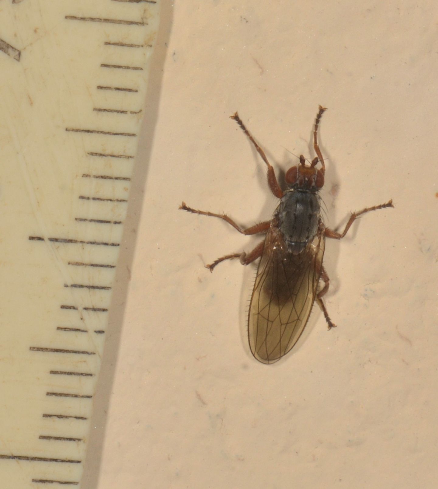 Heleomyzidae ?  S, cfr. Gymnomus caesius