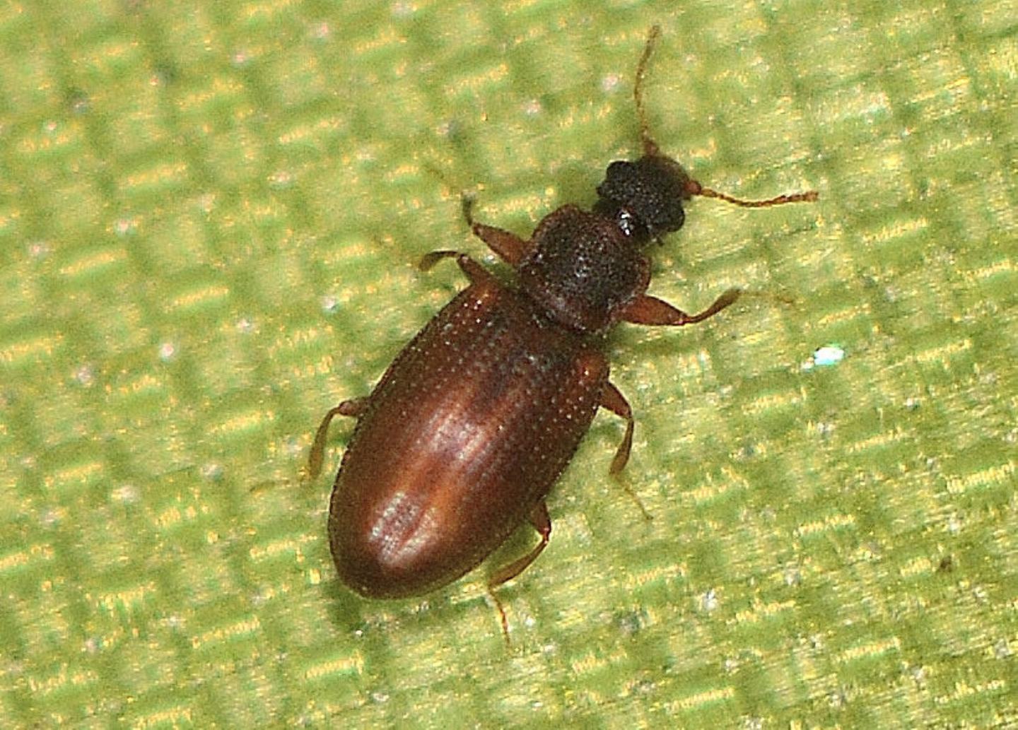 Latridiidae ?  S, Enicmus transversus (cfr.)