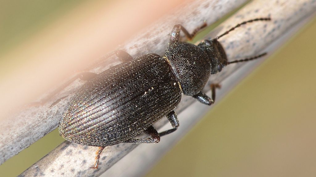 Coleottero sardo:  Probaticus gibbithorax (Tenebrionidae)