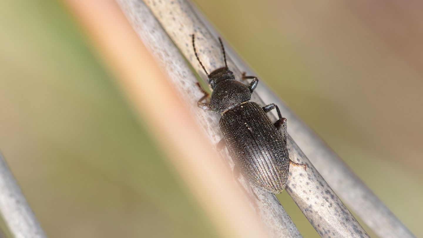 Coleottero sardo:  Probaticus gibbithorax (Tenebrionidae)