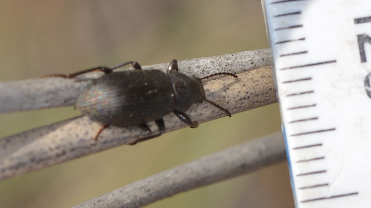 Coleottero sardo:  Probaticus gibbithorax (Tenebrionidae)