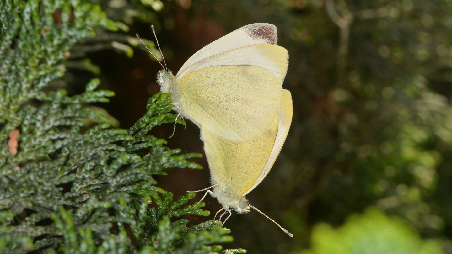 Coppia di Pieris... rapae