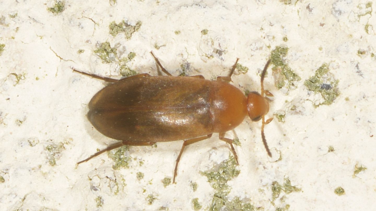 Scraptiidae: Anaspis sp.