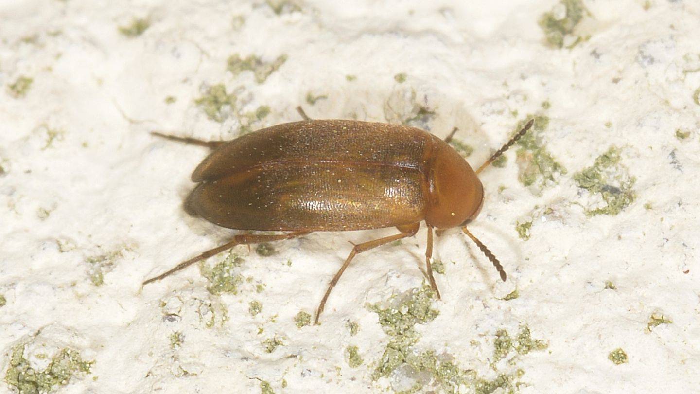 Scraptiidae: Anaspis sp.