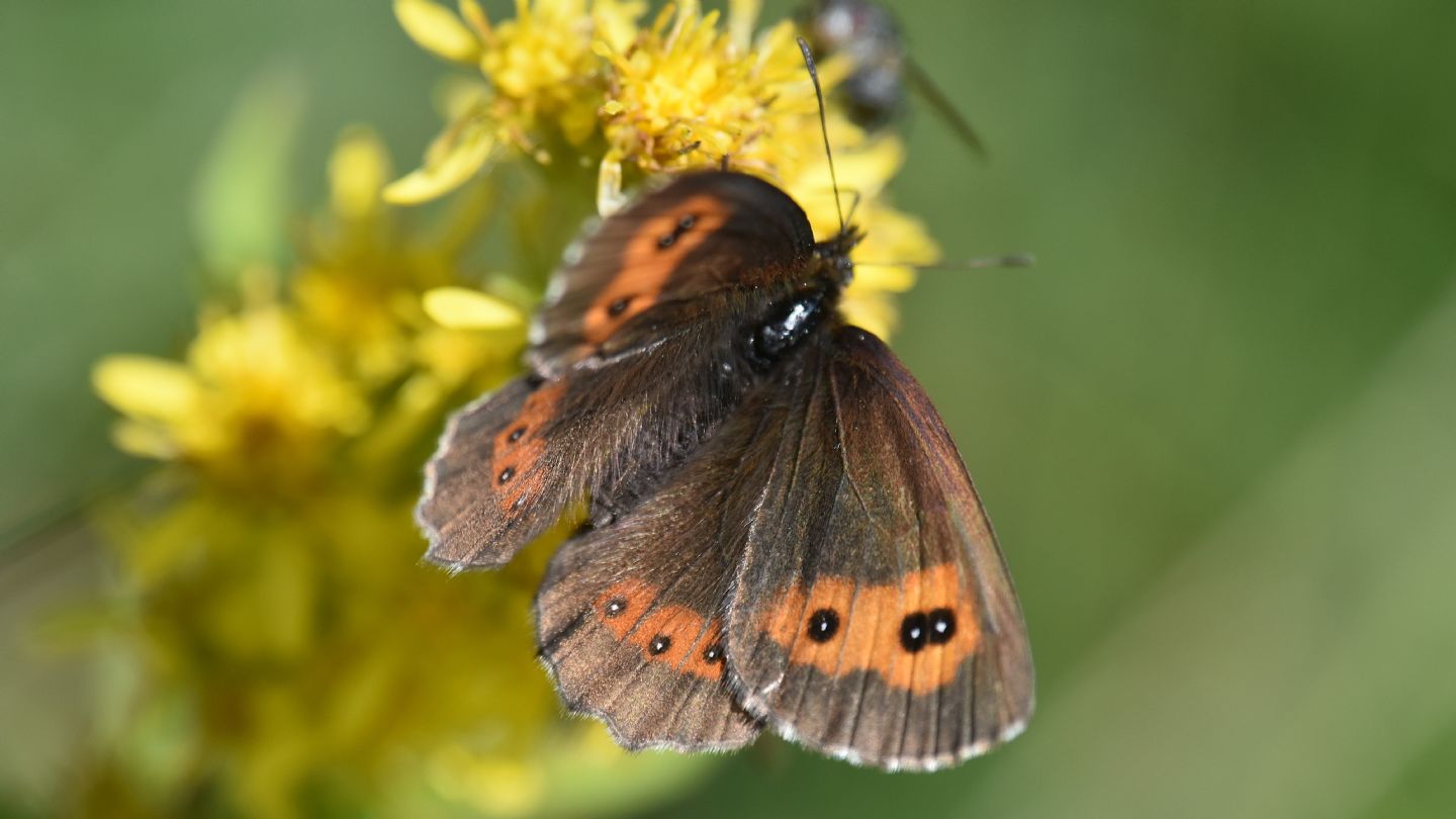 Erebia euryale