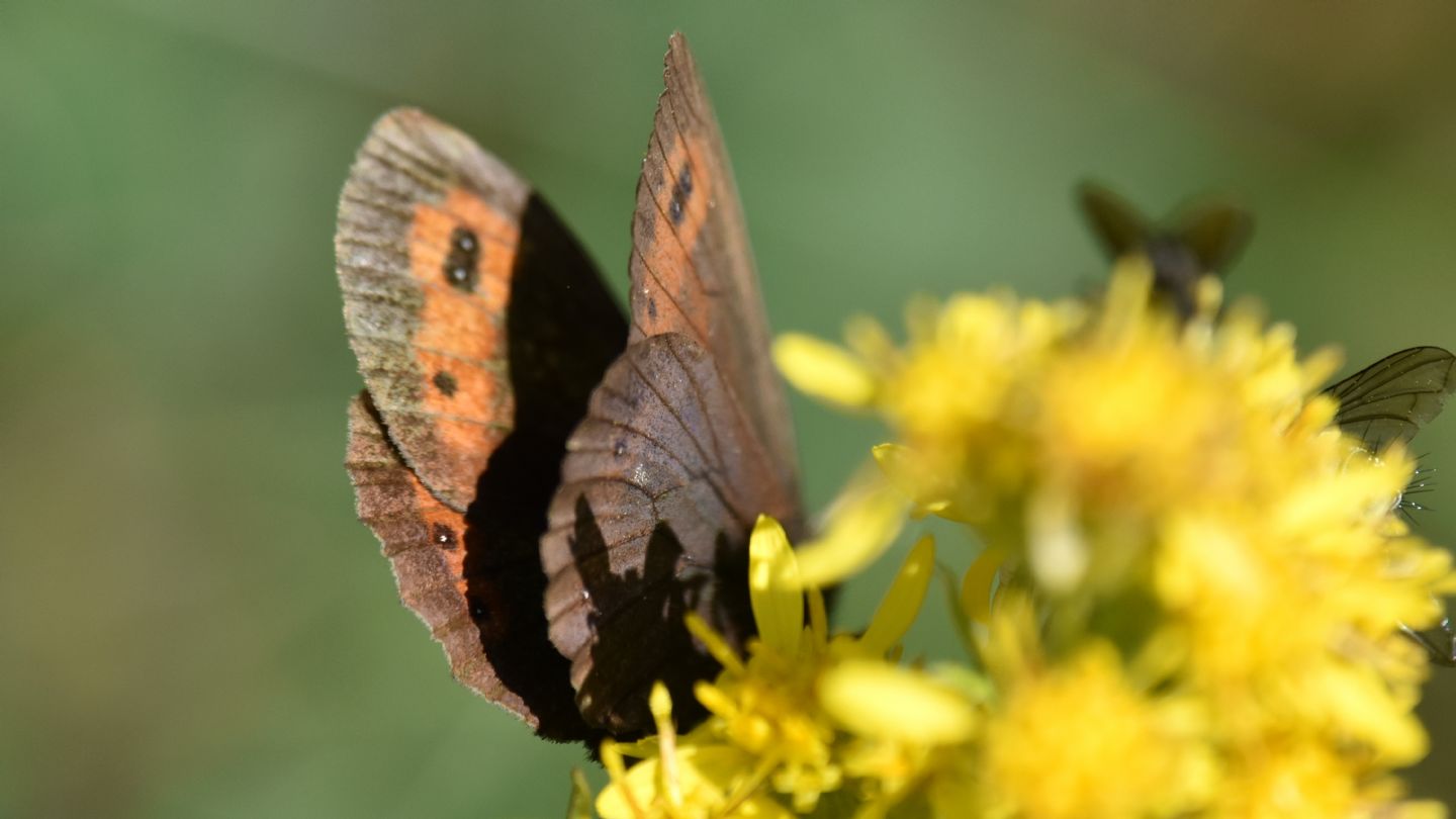 Erebia euryale