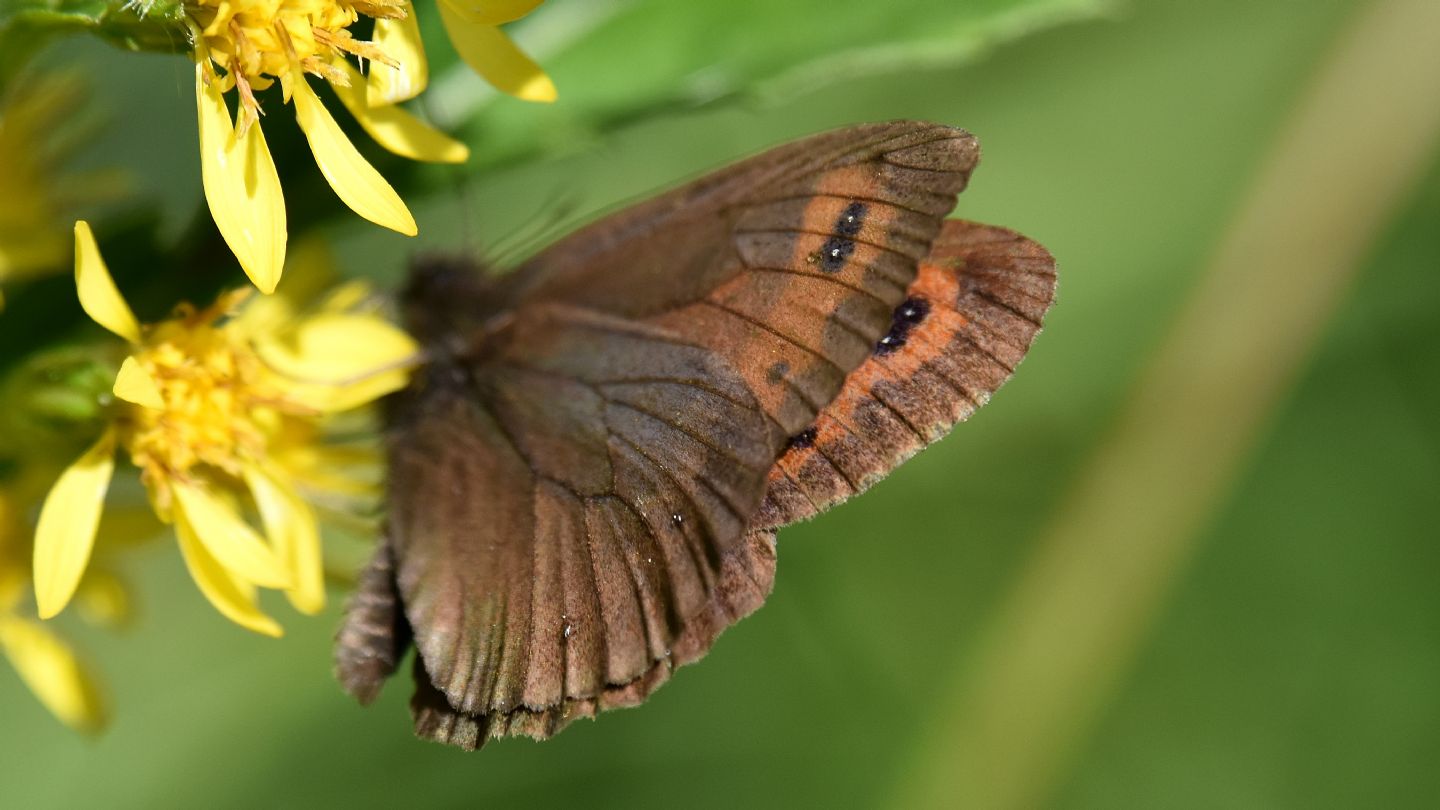 Erebia euryale