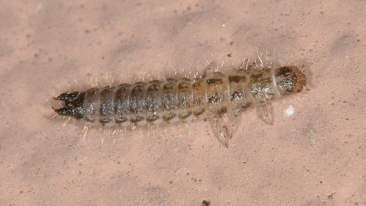 Larva di coleottero ?  S, cfr. Dasytes sp.