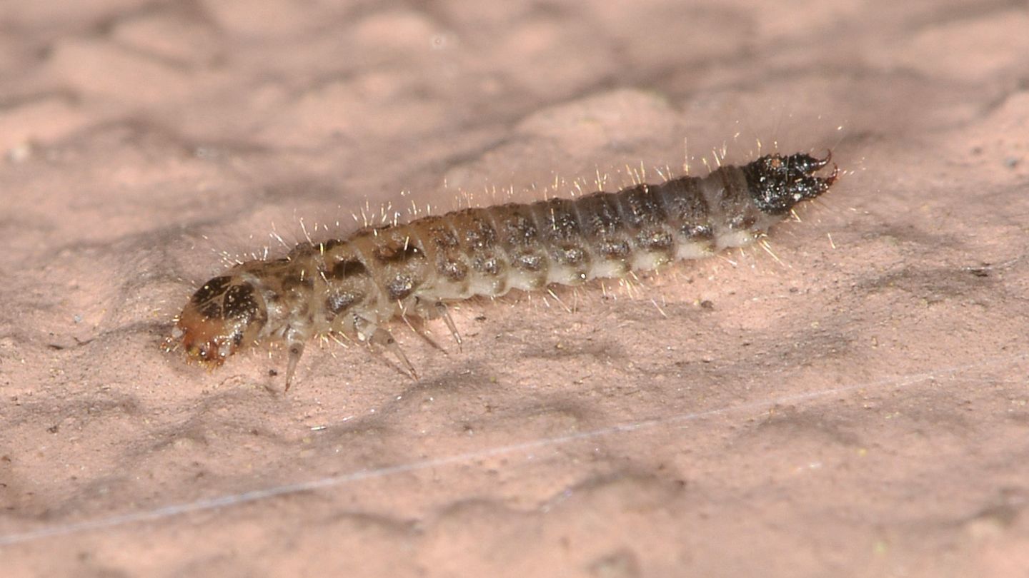 Larva di coleottero ?  S, cfr. Dasytes sp.