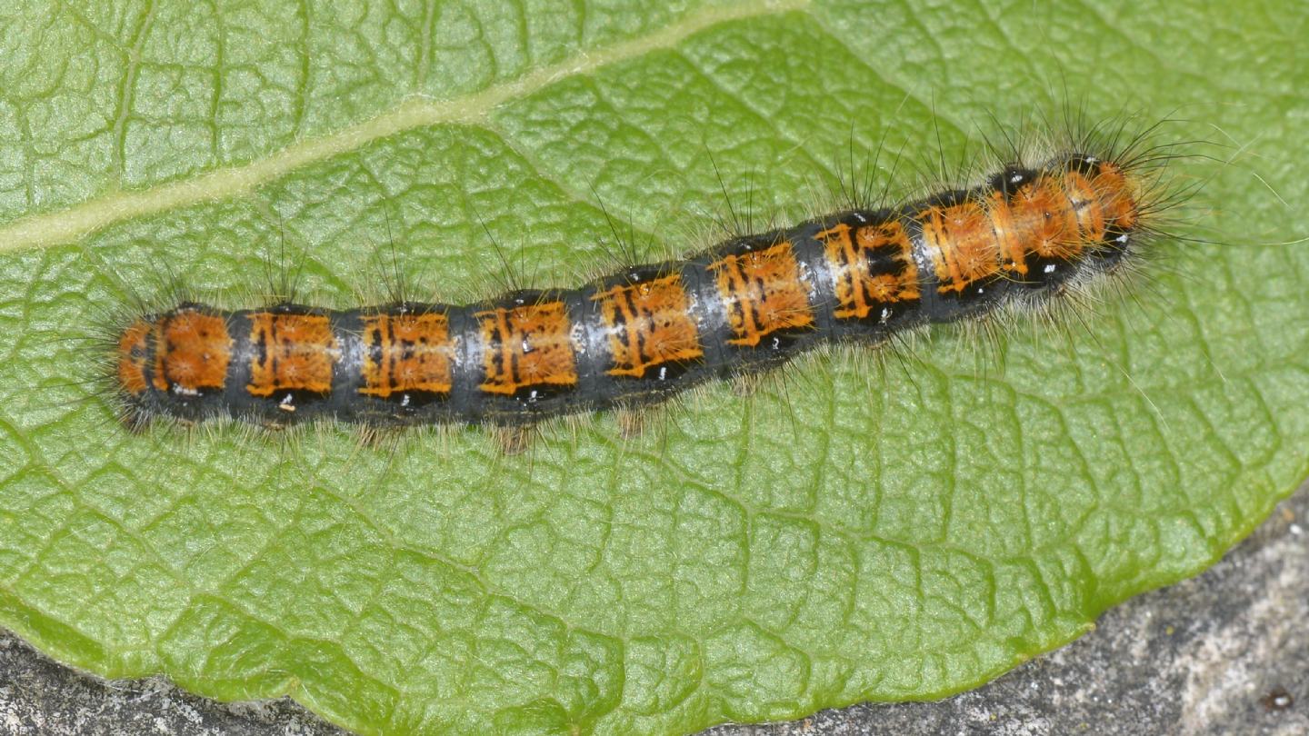 Larva colorata di ... Trichiura crataegi (Lasiocampidae)