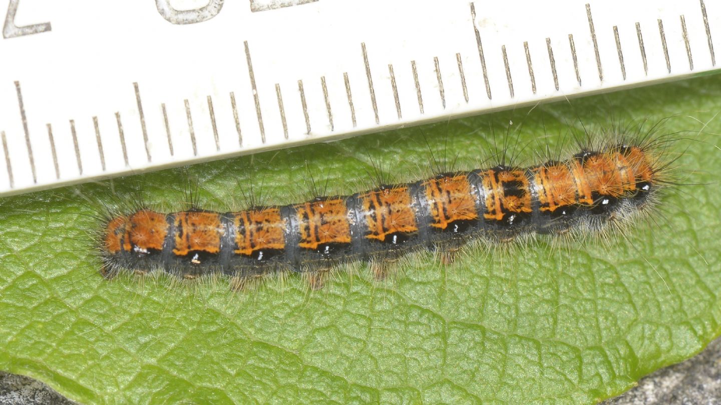 Larva colorata di ... Trichiura crataegi (Lasiocampidae)