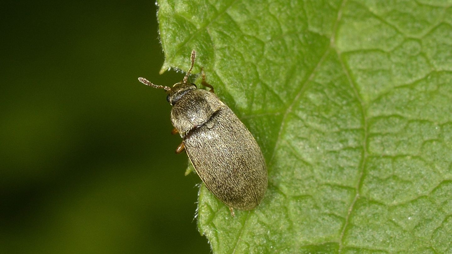 Byturidae: Byturus tomentosus