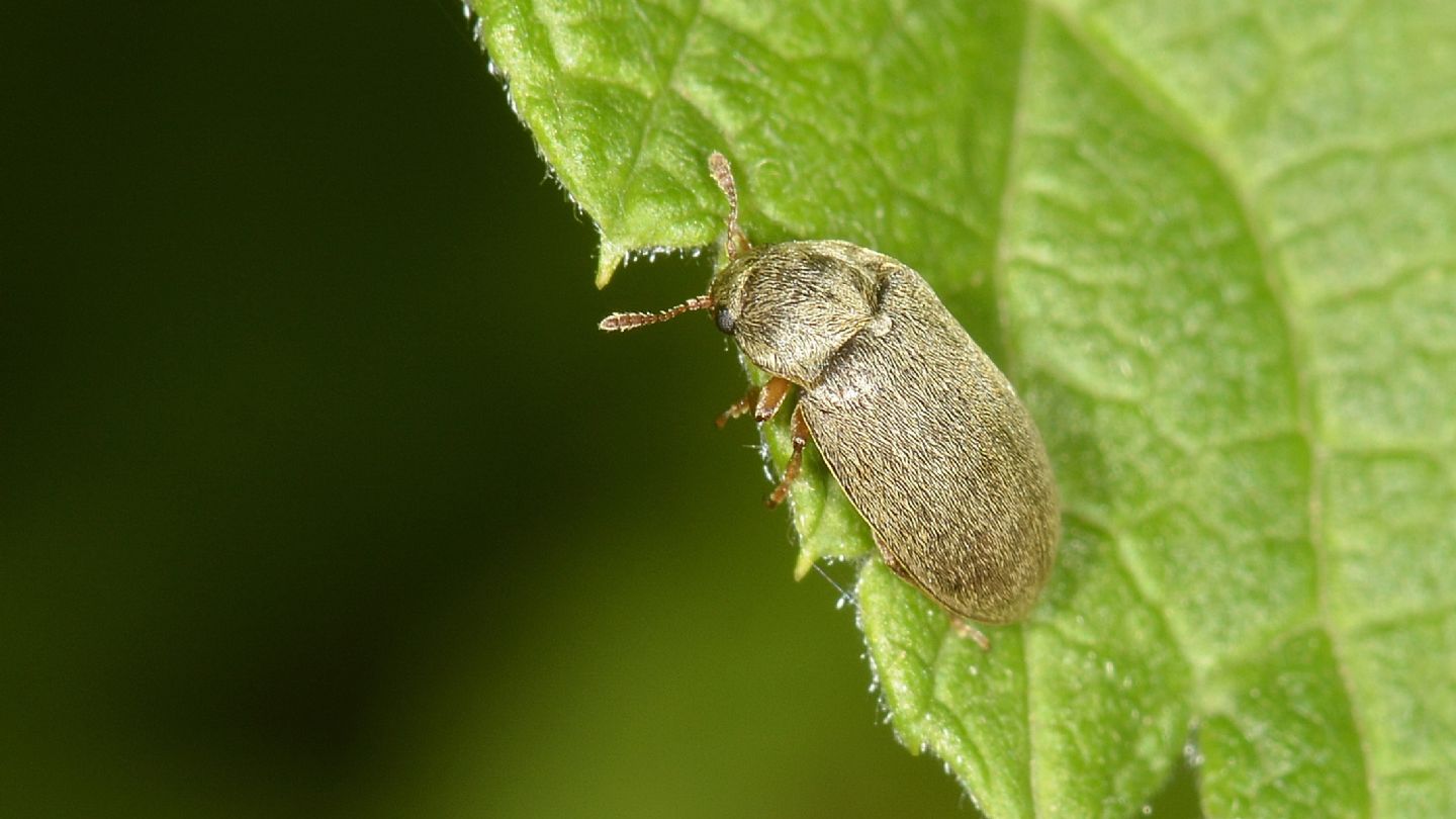 Byturidae: Byturus tomentosus