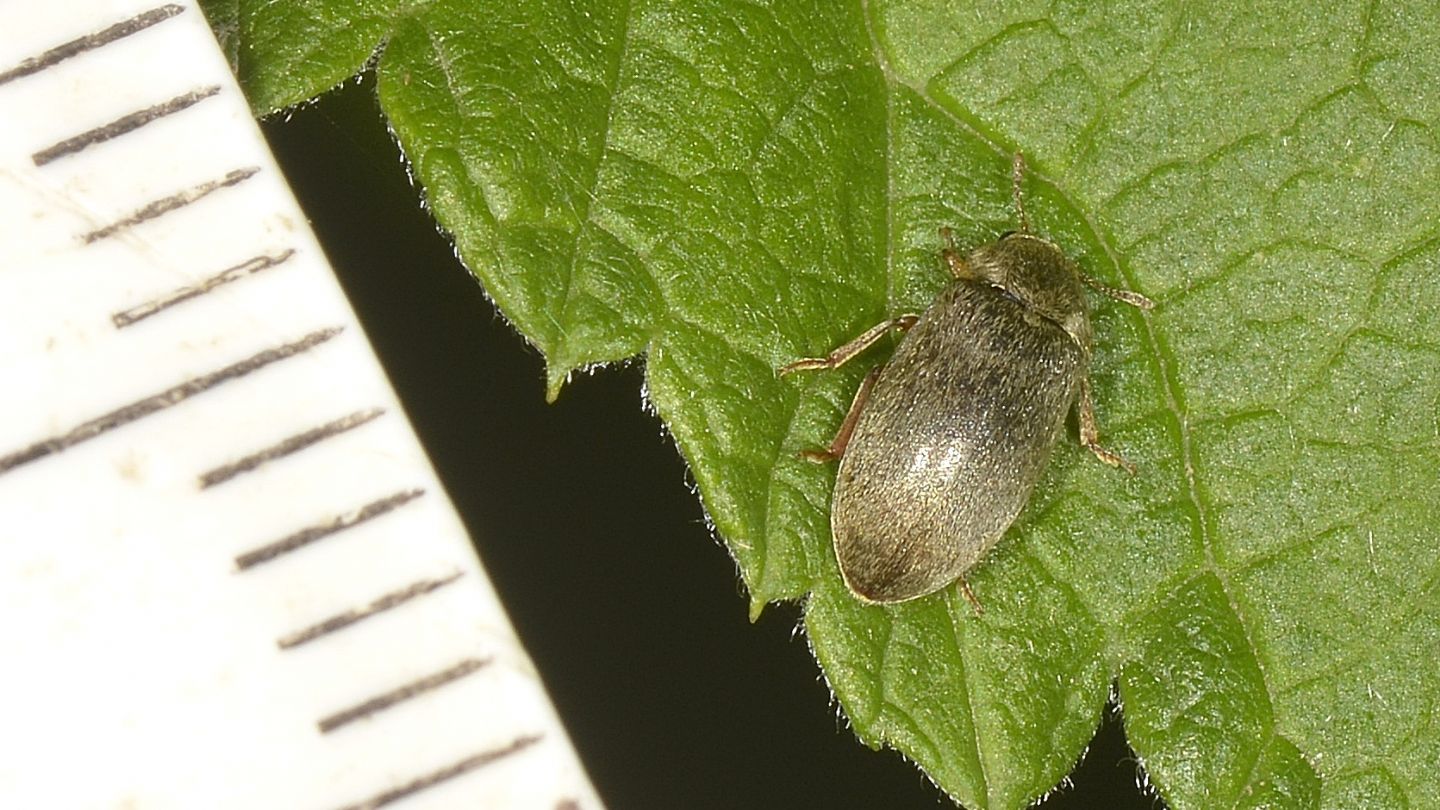 Byturidae: Byturus tomentosus