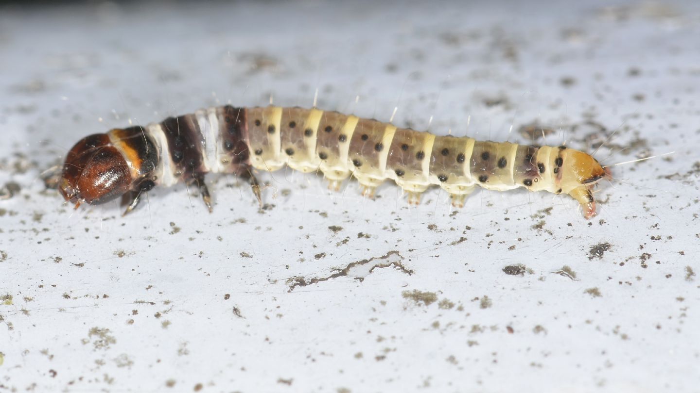 Dichomeris ustalella (larva) ?