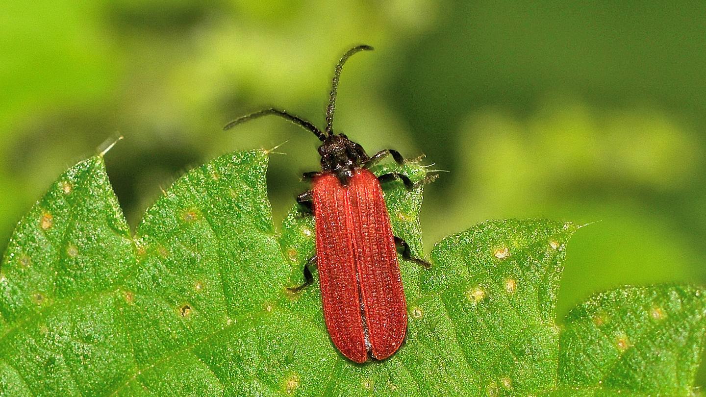 Lycidae? cfr. Pyropterus nigroruber